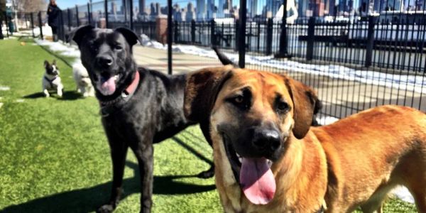 Dogs at rooftop park with urban skyline