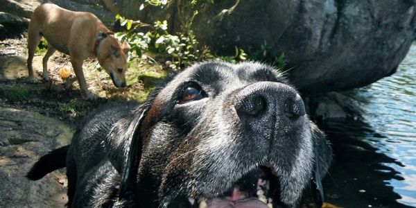 Happy dog outdoors
